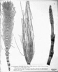 Equisetum telmateia image